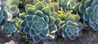 辦公室裝修:打造你的舒適綠色辦公室環(huán)境，療愈系多肉植物5選！